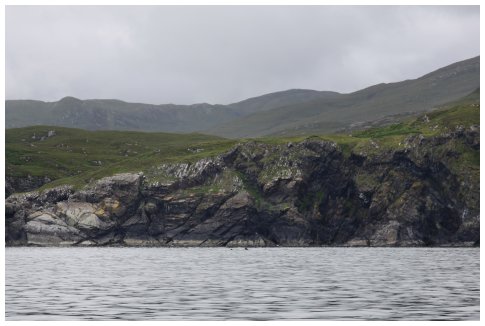 Basking sharks!!